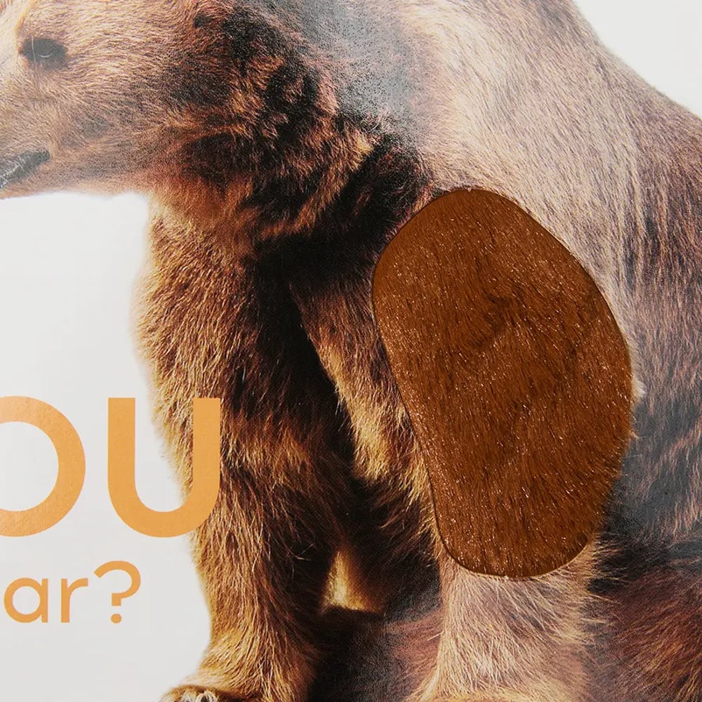 Are You A Koala?